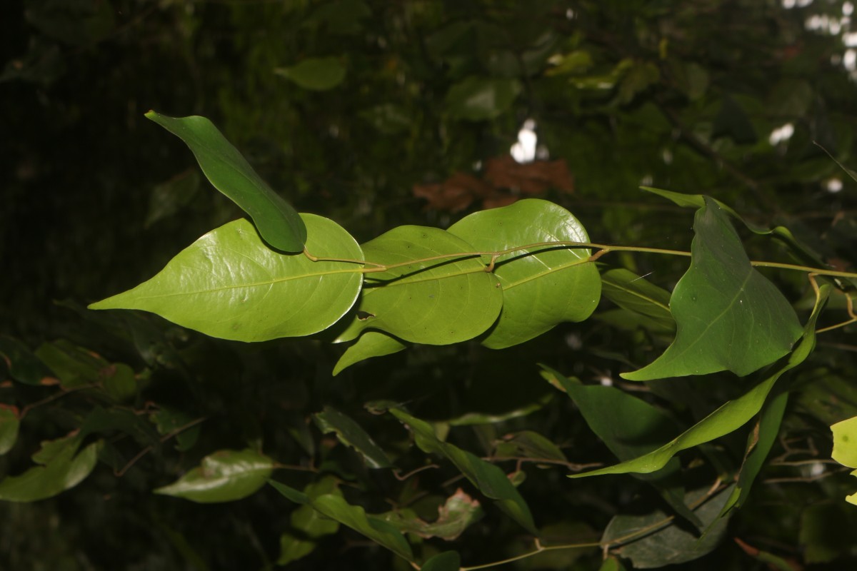 Hopea brevipetiolaris (Thwaites ex Trimen) P.S.Ashton